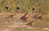 Brazilian Teal